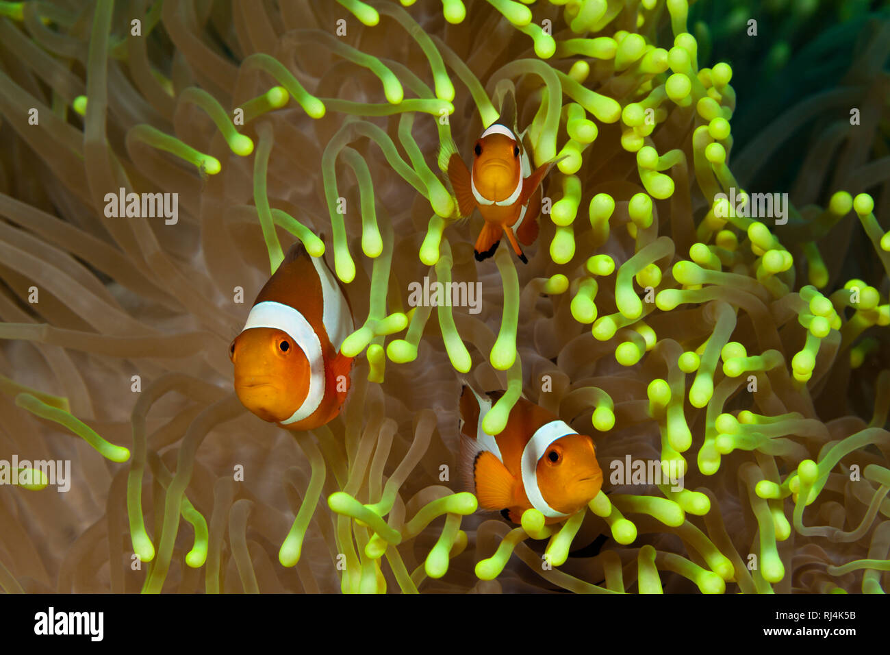 Orange-Ringel-Anemonenfische, Amphiprion ocellaris, Bali, Indonesien Foto Stock