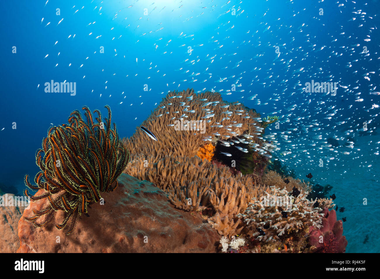In Glasfische Korallenriff, Parapriacanthus ransonneti, Komodo Nationalpark, Indonesien Foto Stock
