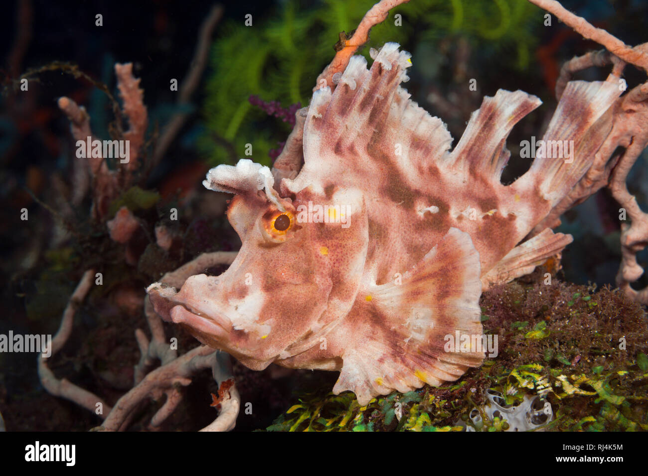 Eschmyers Schluckspecht, Rhinopias eschmeyeri, Komodo Nationalpark, Indonesien Foto Stock