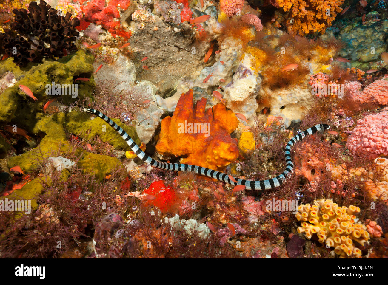 Giftige Gebaenderte Gelblippen-Seeschlange, Laticauda colubrina, Komodo Nationalpark, Indonesien Foto Stock