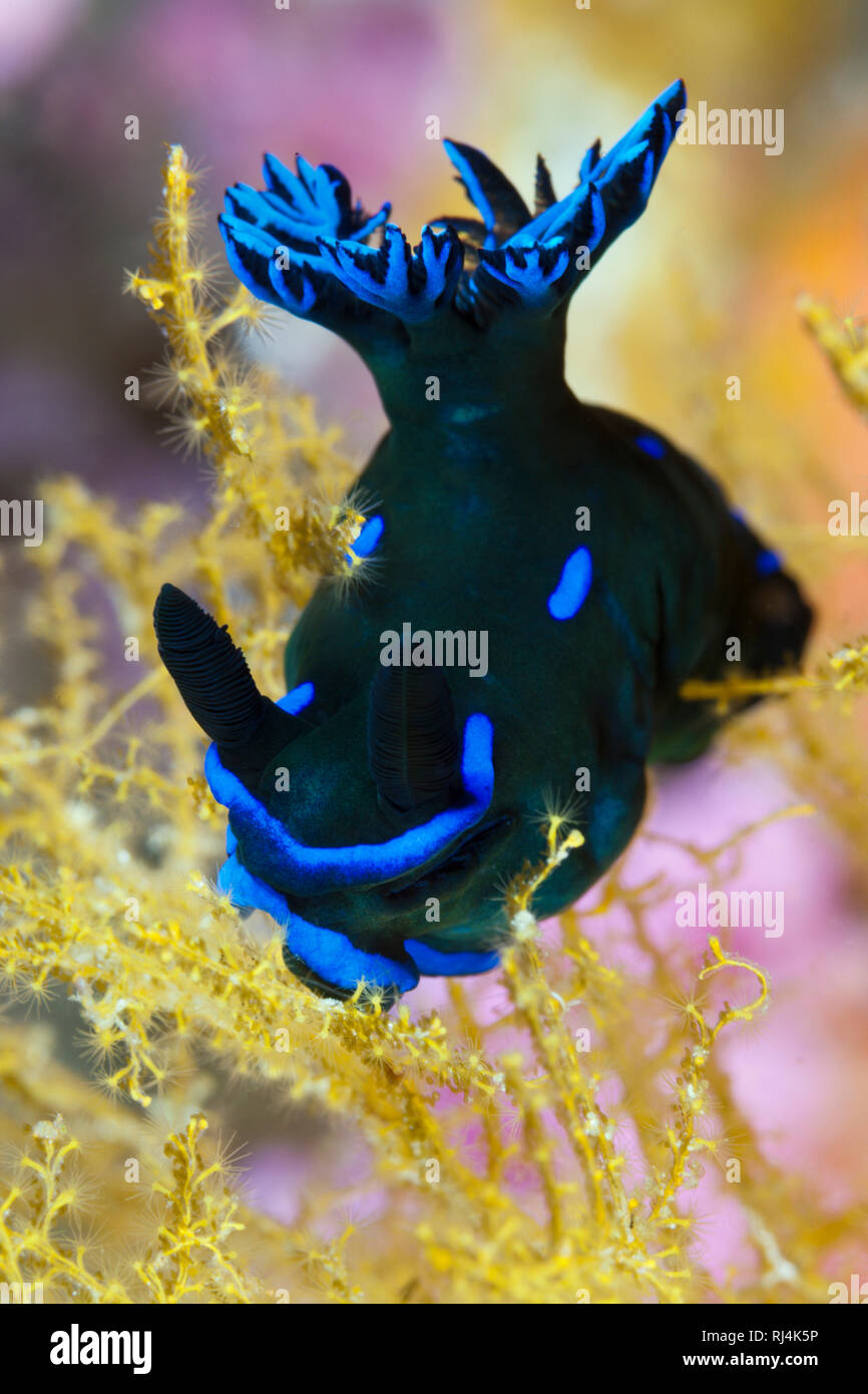 Neonsternschnecke, Tambja sp., Komodo Nationalpark, Indonesien Foto Stock