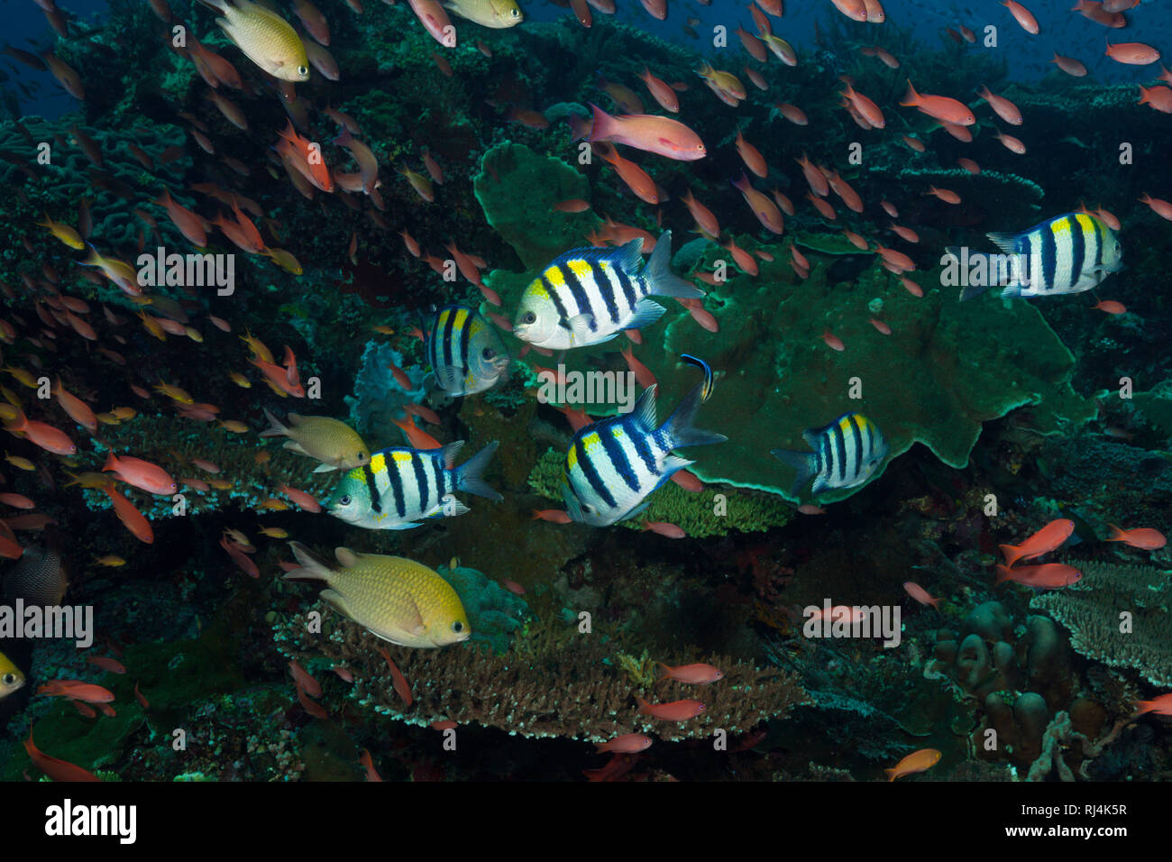 Korallenfische am Riff, Komodo Nationalpark, Indonesien Foto Stock