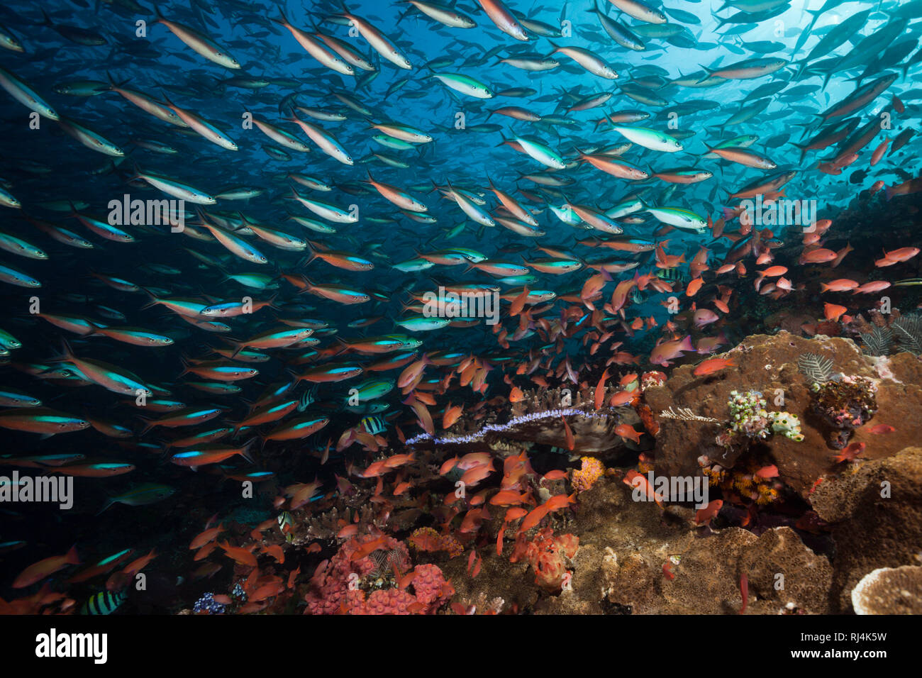 Neon-Fuesiliere ueber Korallenriff, Pterocaesio tile, Komodo Nationalpark, Indonesien Foto Stock