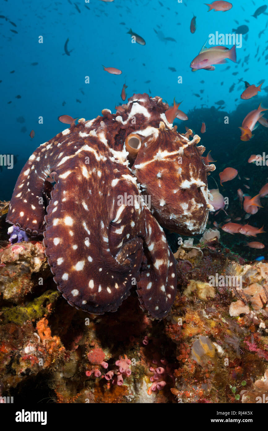 Tag-Oktopus, Octopus cyanea, Komodo Nationalpark, Indonesien Foto Stock