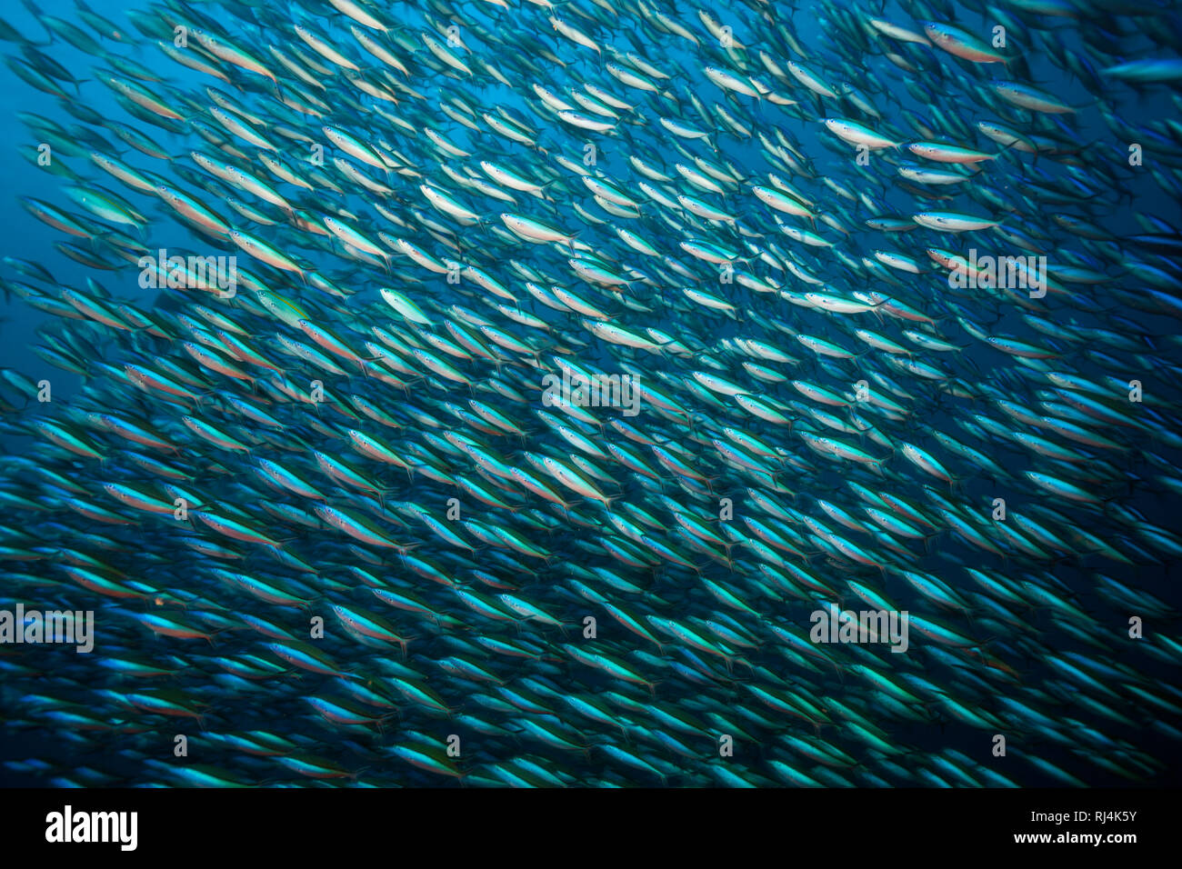 Schwarm Neon-Fuesiliere, Pterocaesio tile, Komodo Nationalpark, Indonesien Foto Stock