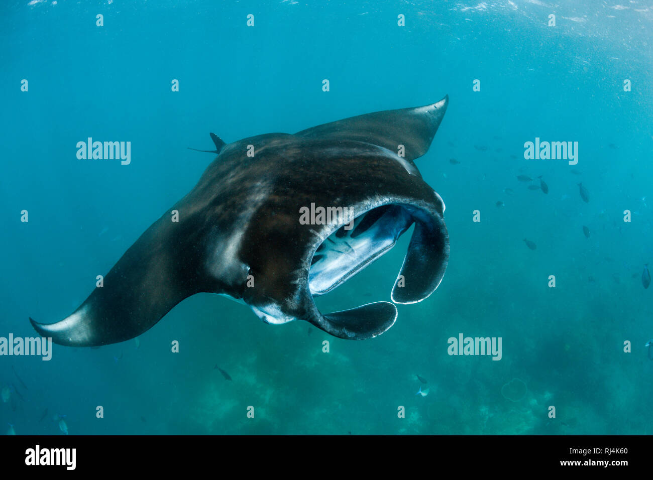 Riff-Manta, Manta alfredi, Komodo Nationalpark, Indonesien Foto Stock