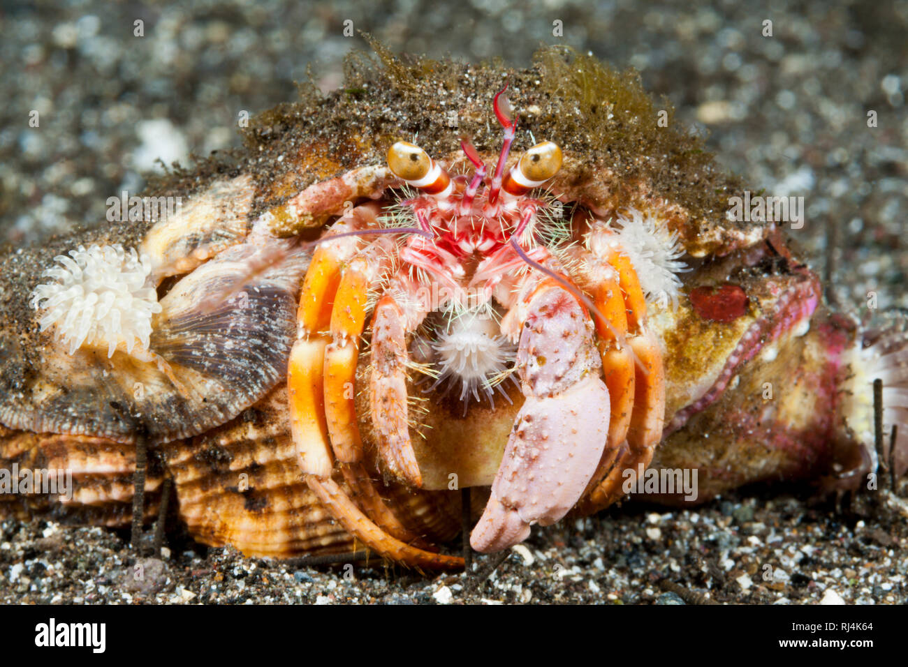 Anemonen-Einsiedlerkrebs, Dardano pedunculatus, Komodo Nationalpark, Indonesien Foto Stock