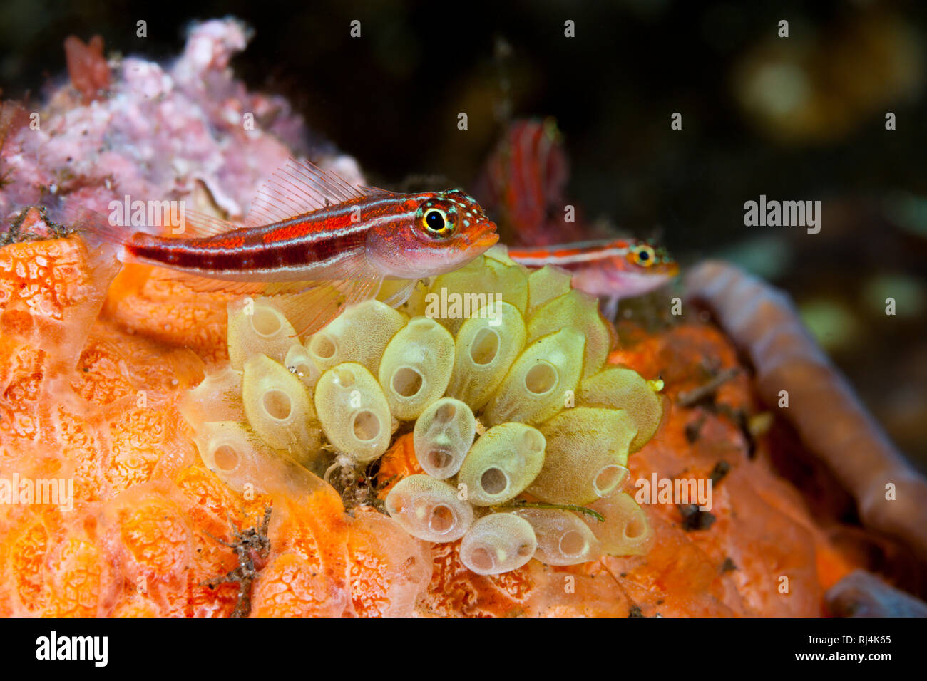 Gestreifter Dreiflosser auf Seescheide, Helcogramma striata, Komodo Nationalpark, Indonesien Foto Stock