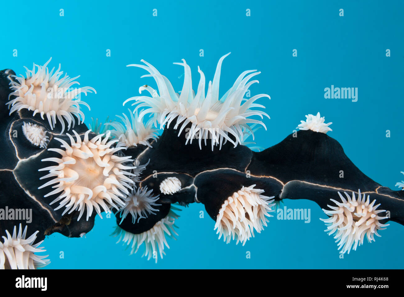 Koloniebildende Scharotzer-Anemone, Nemanthus annamensis, Komodo Nationalpark, Indonesien Foto Stock