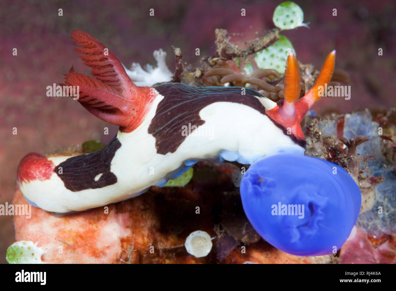 Neonsternschnecke, Nembrotha rutilans, Komodo Nationalpark, Indonesien Foto Stock