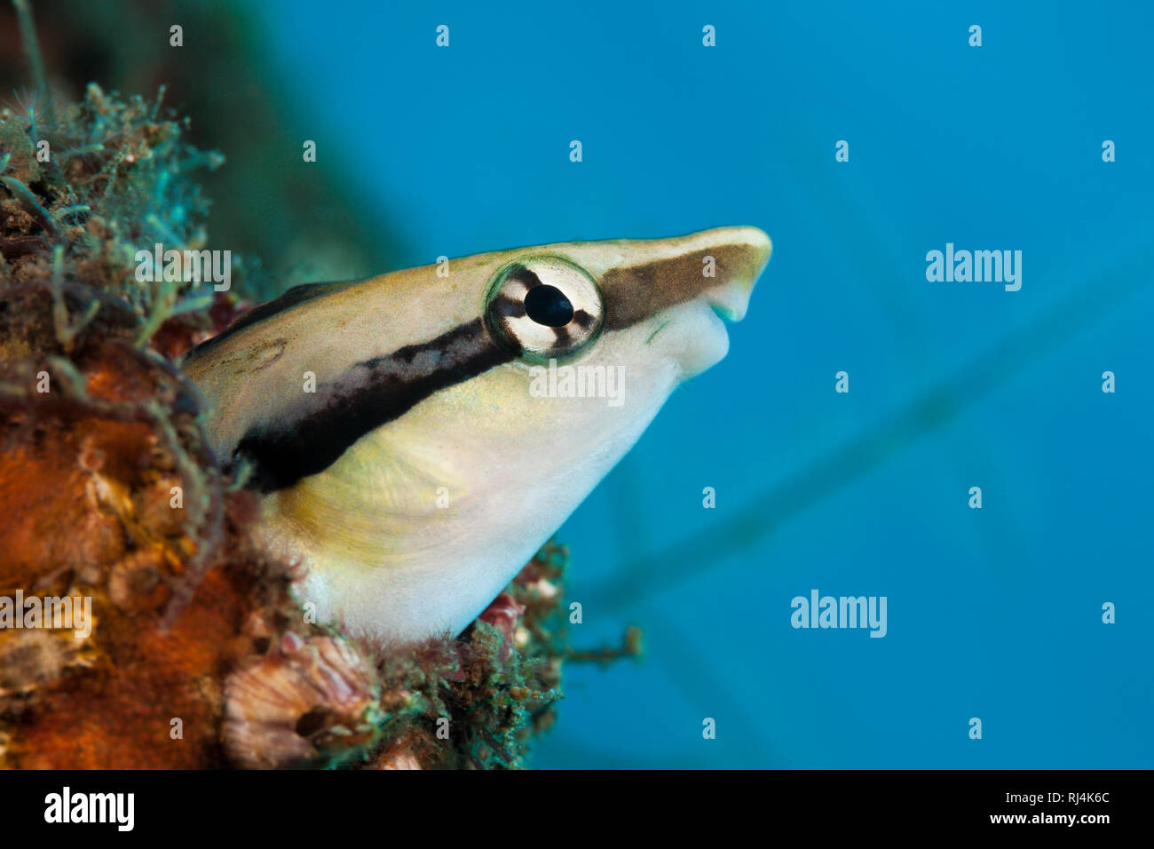 Falscher Putzerfisch, Aspidontus taeniatus, Komodo Nationalpark, Indonesien Foto Stock