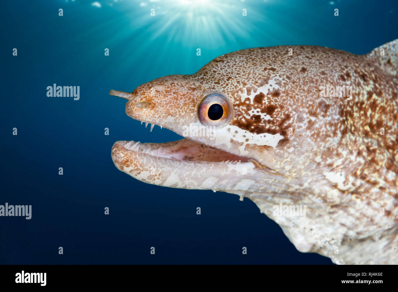 Weissflecken-Muraene, Gymnothorax zonipectis, Komodo Nationalpark, Indonesien Foto Stock