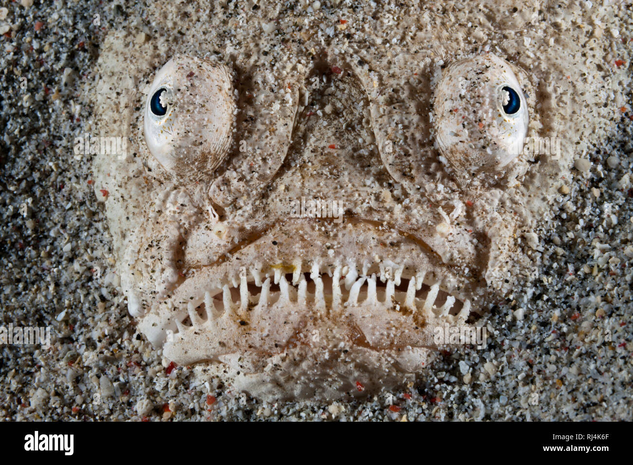 Himmelsgucker, Uranoscopus sulfurei, Komodo Nationalpark, Indonesien Foto Stock