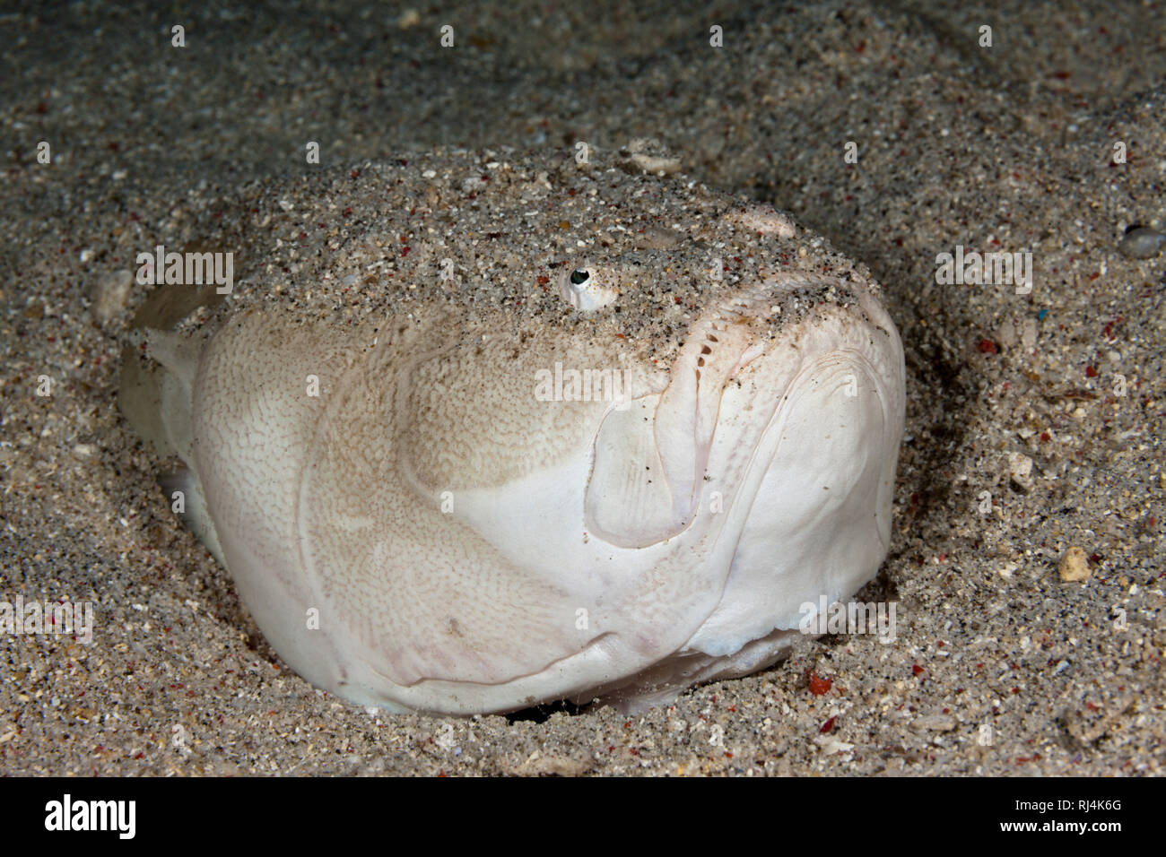 Himmelsgucker, Uranoscopus sulfurei, Komodo Nationalpark, Indonesien Foto Stock