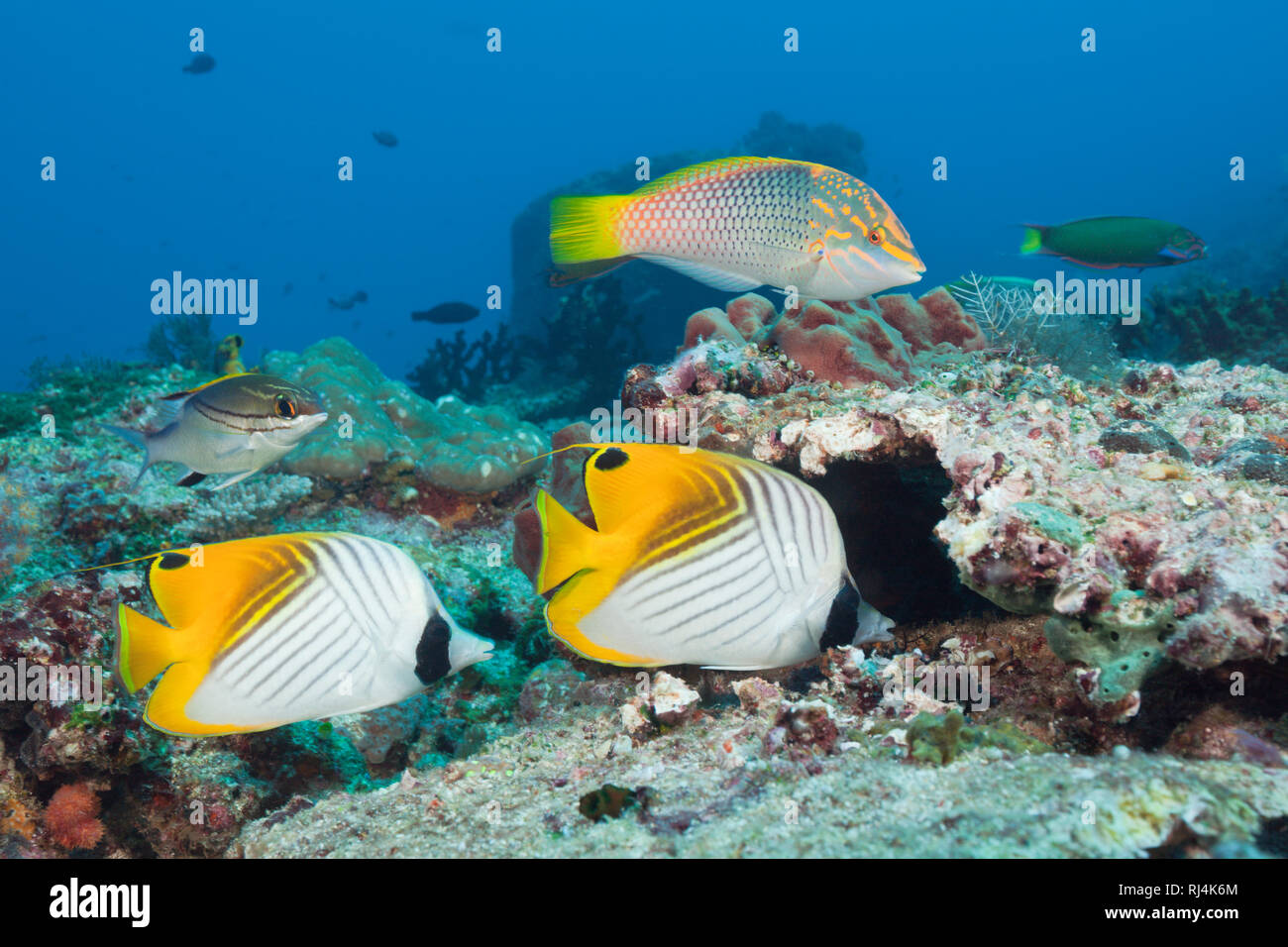 Paar Faehnchen-Falterfische, Chaetodon auriga, Komodo Nationalpark, Indonesien Foto Stock