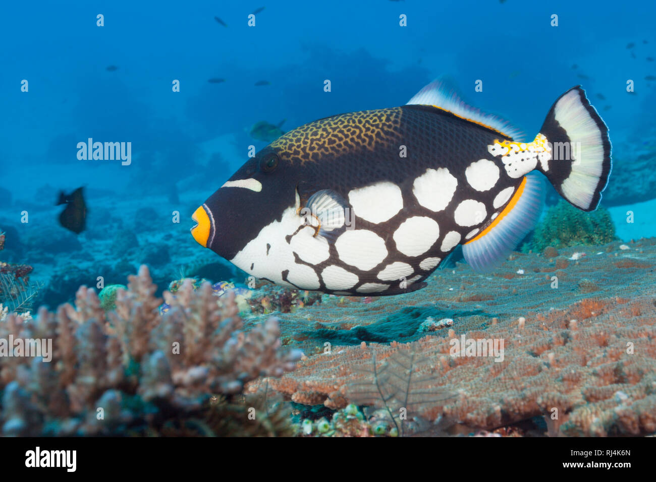 Leoparden-Drueckerfisch, Balistoides conspicillum, Komodo Nationalpark, Indonesien Foto Stock