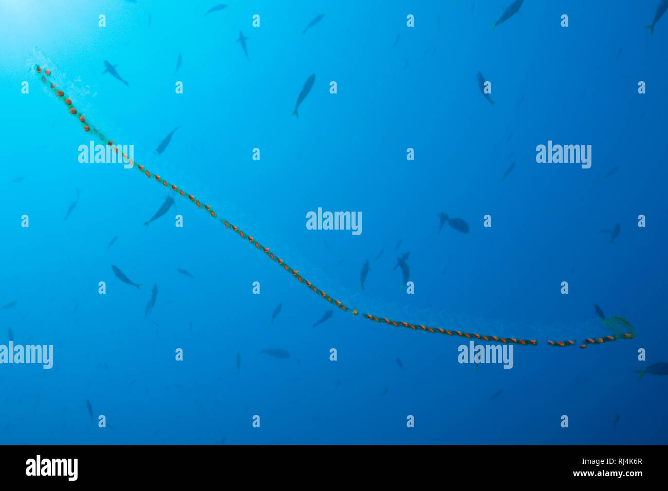 Salpenkette, Salpa sp., Komodo Nationalpark, Indonesien Foto Stock
