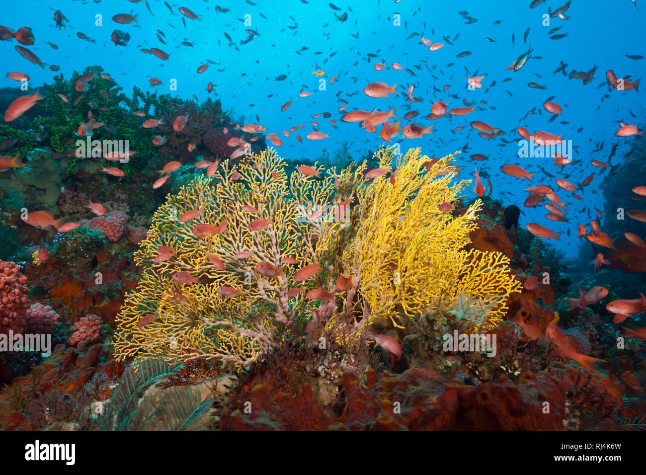 Buntes Riffdach, Komodo Nationalpark, Indonesien Foto Stock