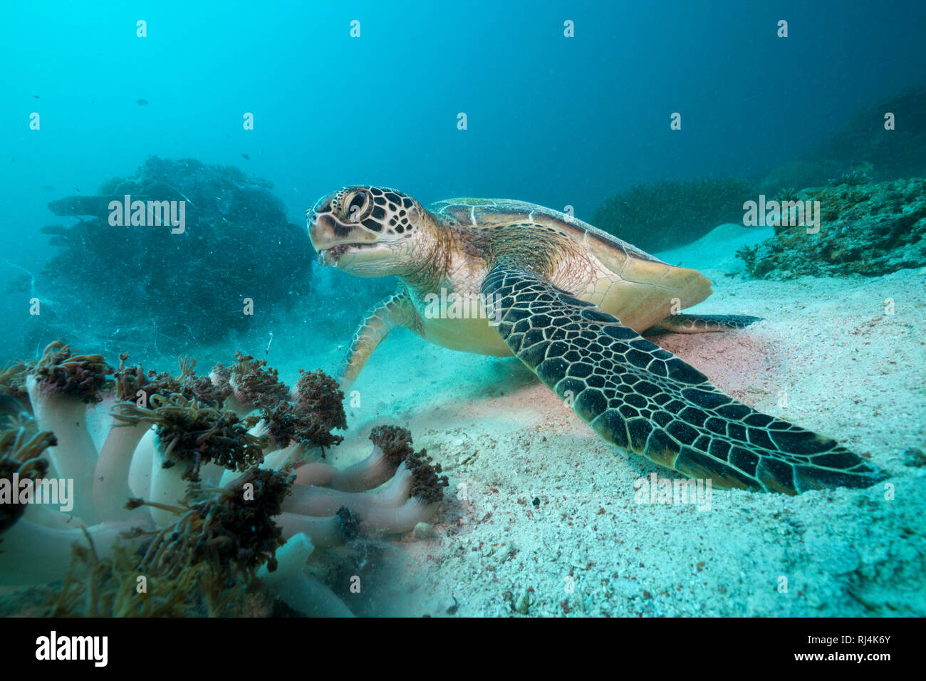 Gruene Meeresschildkroete, Chelonia Mydas, Komodo Nationalpark, Indonesien Foto Stock