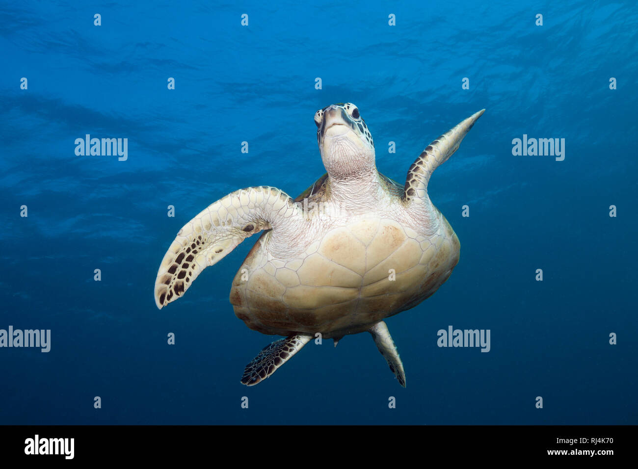 Gruene Meeresschildkroete, Chelonia Mydas, Komodo Nationalpark, Indonesien Foto Stock