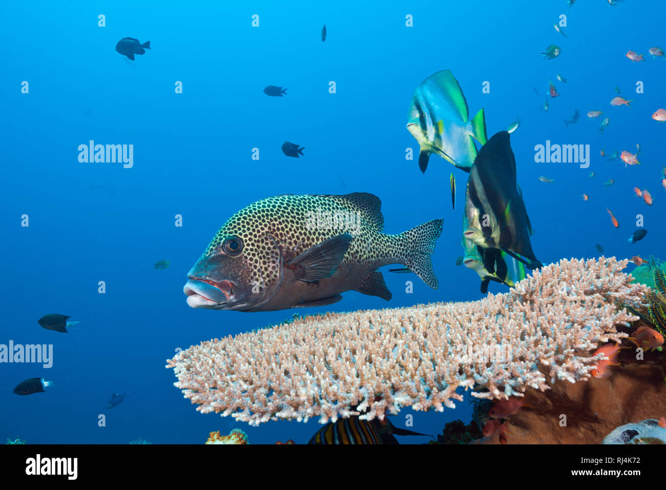 Spitzmaul-Fledermausfische und Harlekin-Suesslippe, Platax pinnatus, Komodo Nationalpark, Indonesien Foto Stock