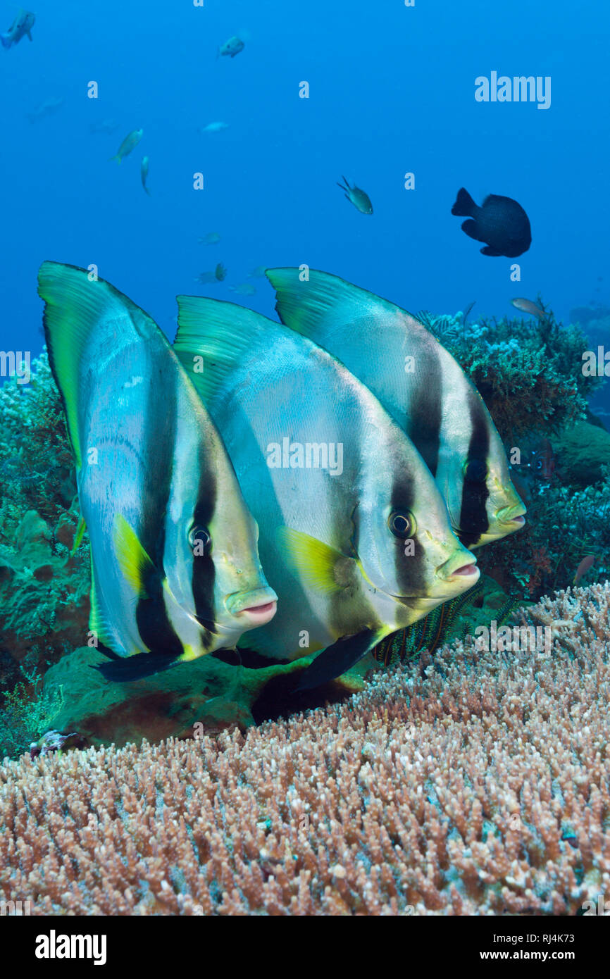 Spitzmaul-Fledermausfische, Platax pinnatus, Komodo Nationalpark, Indonesien Foto Stock