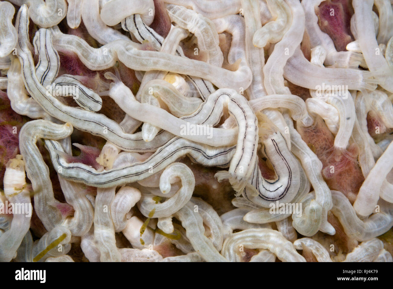 Lamberts Wurmseegurken, Synaptula lamberti, Komodo Nationalpark, Indonesien Foto Stock