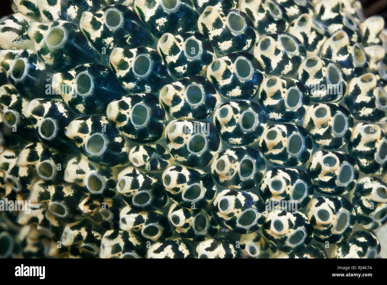 Gruene Seescheiden-Kolonie, Oxycorynia fascicularis, Komodo Nationalpark, Indonesien Foto Stock