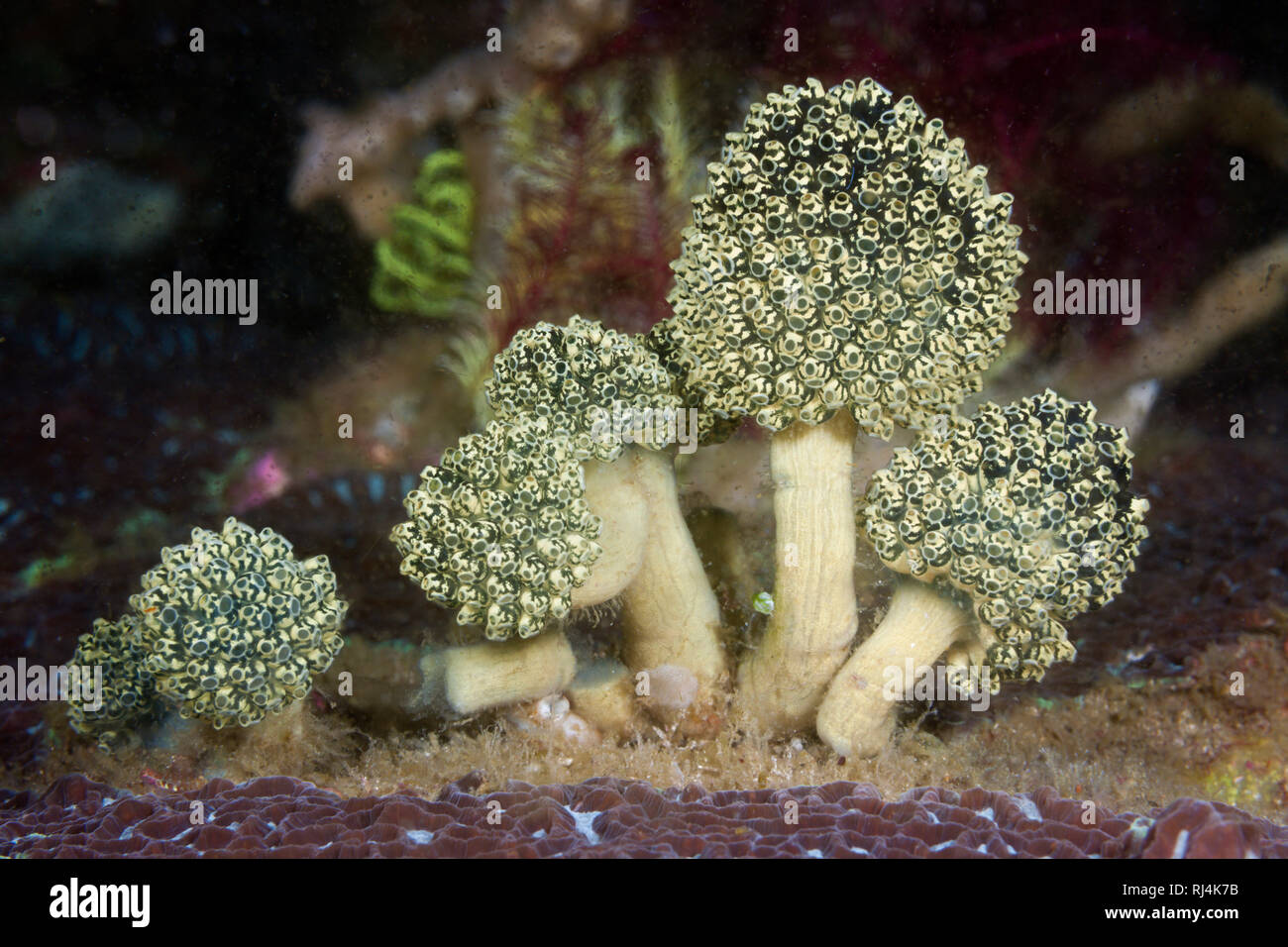 Gruene Seescheiden-Kolonie, Oxycorynia fascicularis, Komodo Nationalpark, Indonesien Foto Stock