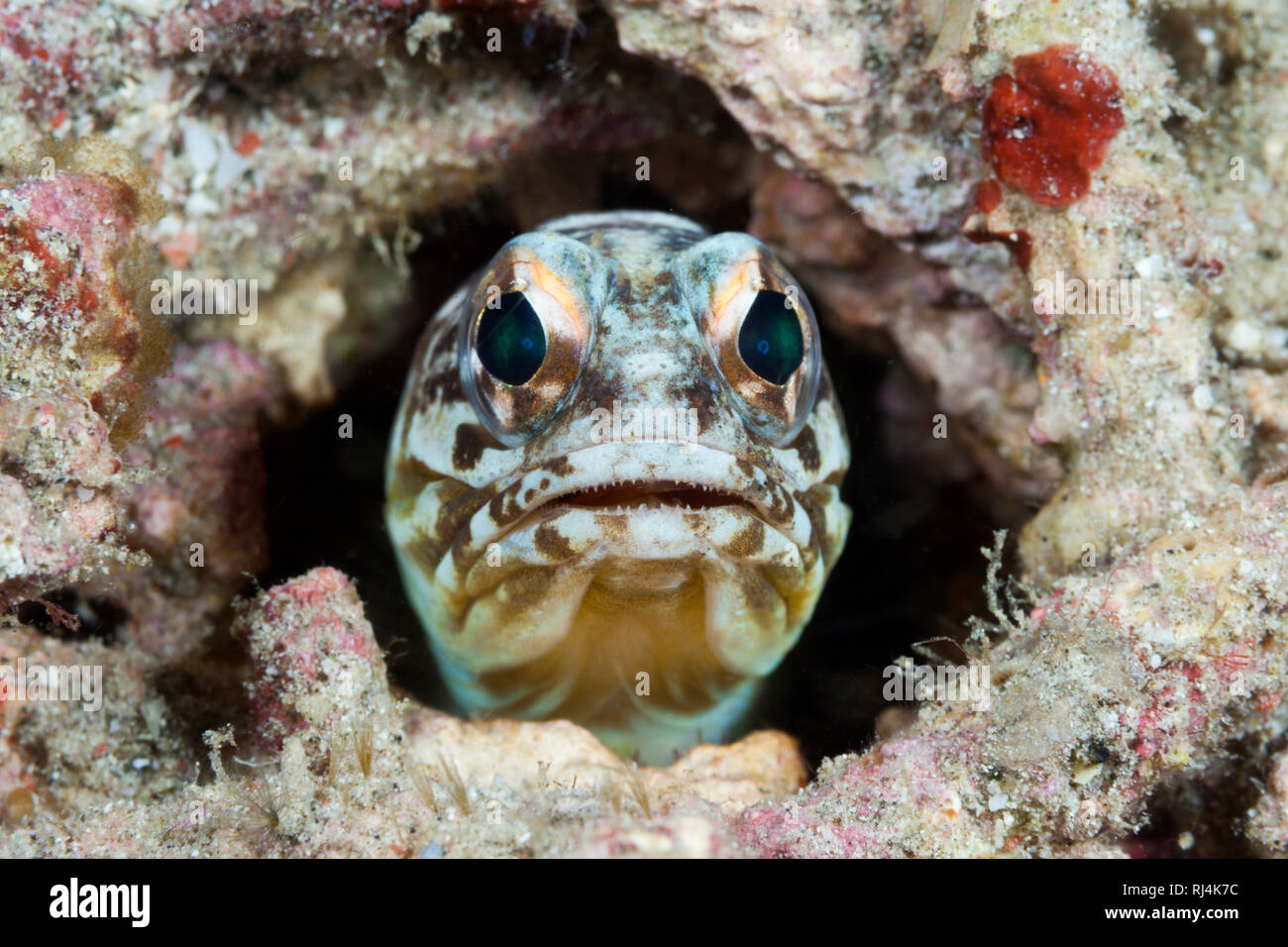 Brunnenbauer Kieferfisch, Opistognathus sp., Komodo Nationalpark, Indonesien Foto Stock