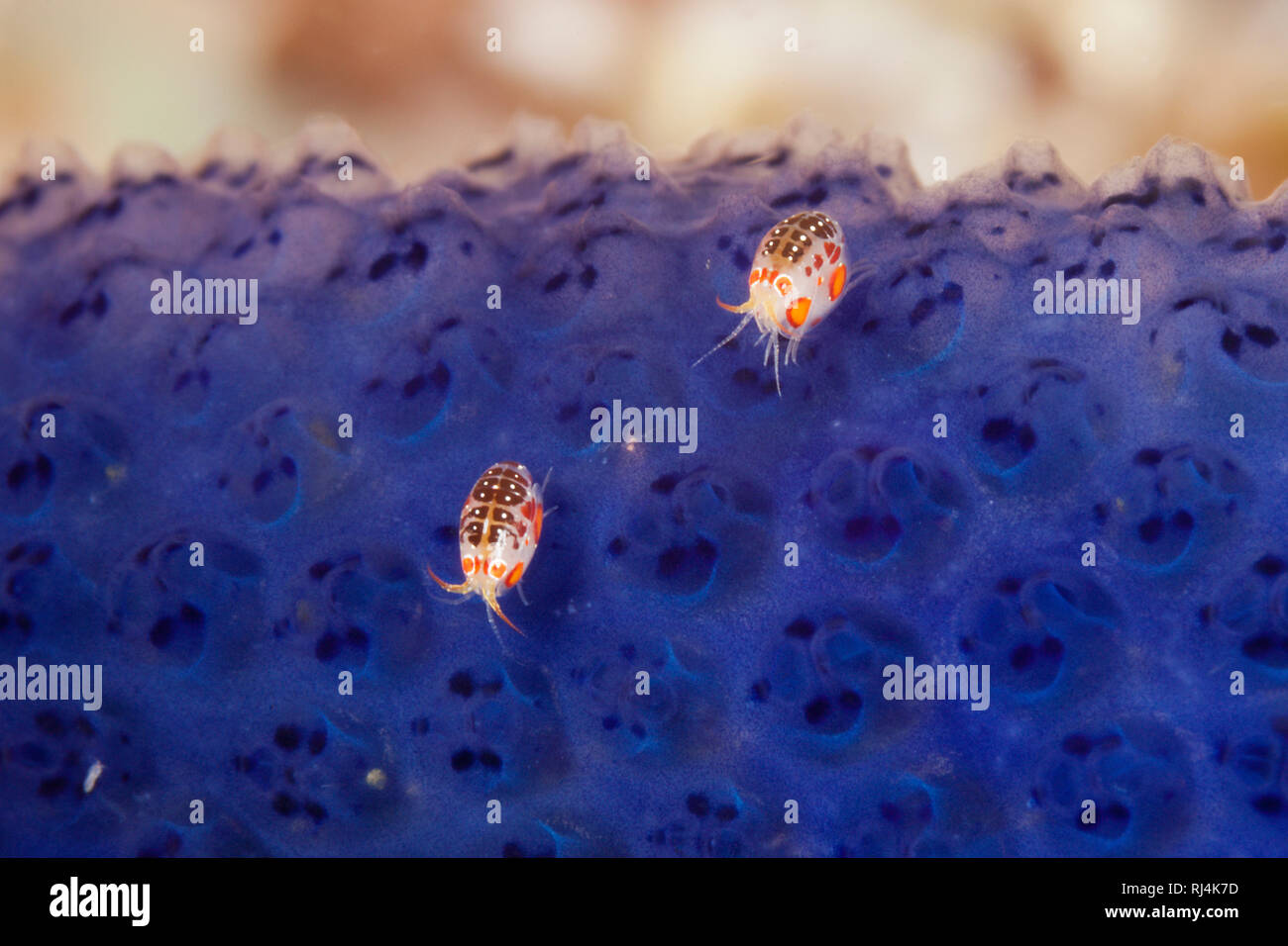 Flohkrebse, Cyproidea sp., Komodo Nationalpark, Indonesien Foto Stock