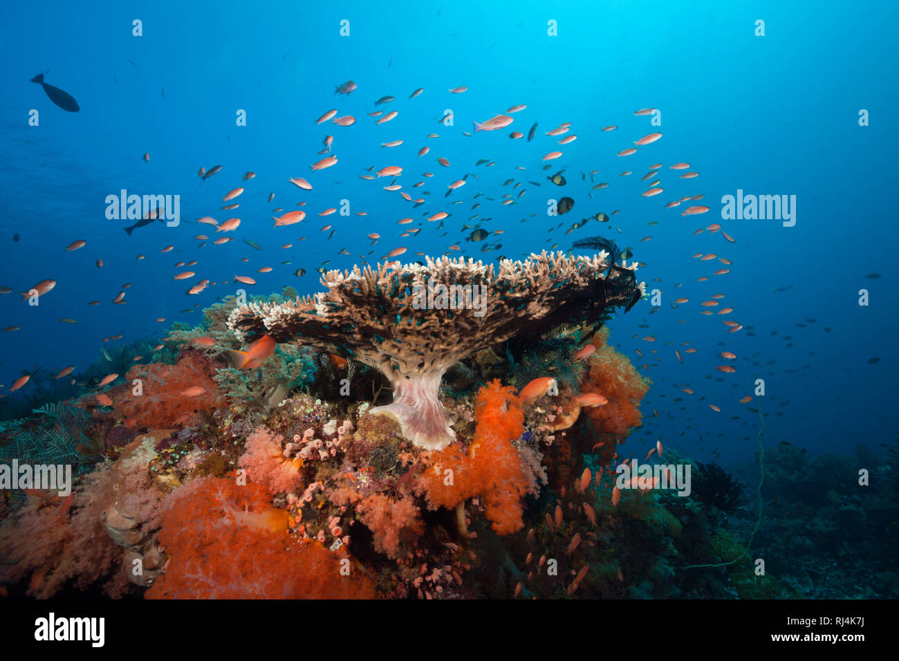 Buntes Korallenriff, Komodo Nationalpark, Indonesien Foto Stock