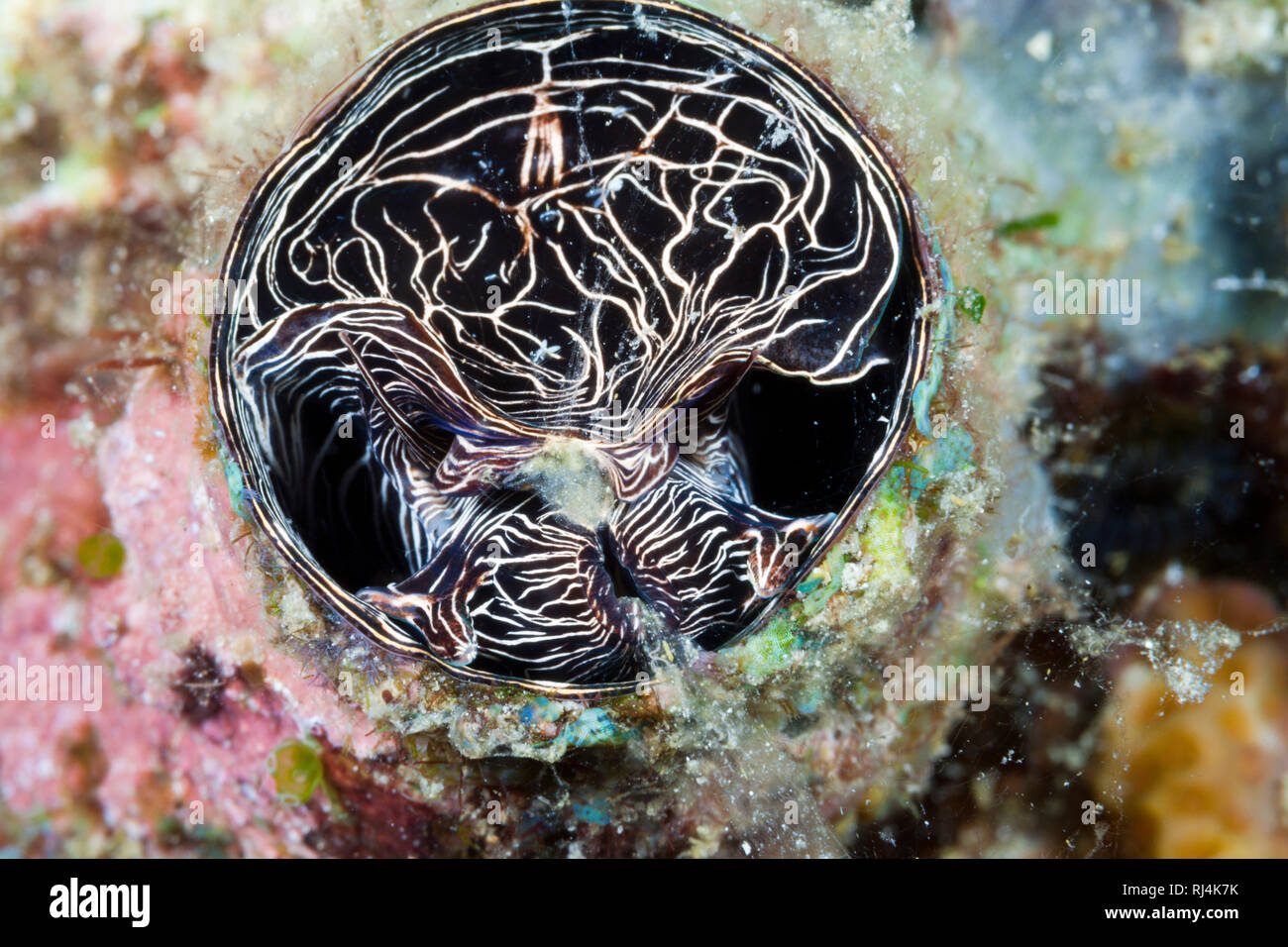 Grosse Wurmschnecke Schleimfaden zieht ein, Serpulorbis grandis, Komodo Nationalpark, Indonesien Foto Stock