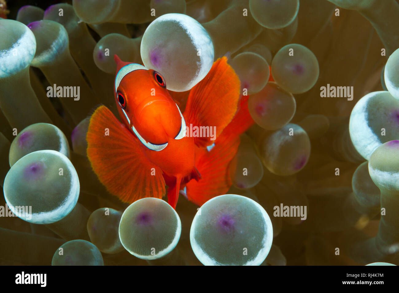 Stachel-Anemonenfisch, Premnas aculeatus, Komodo Nationalpark, Indonesien Foto Stock