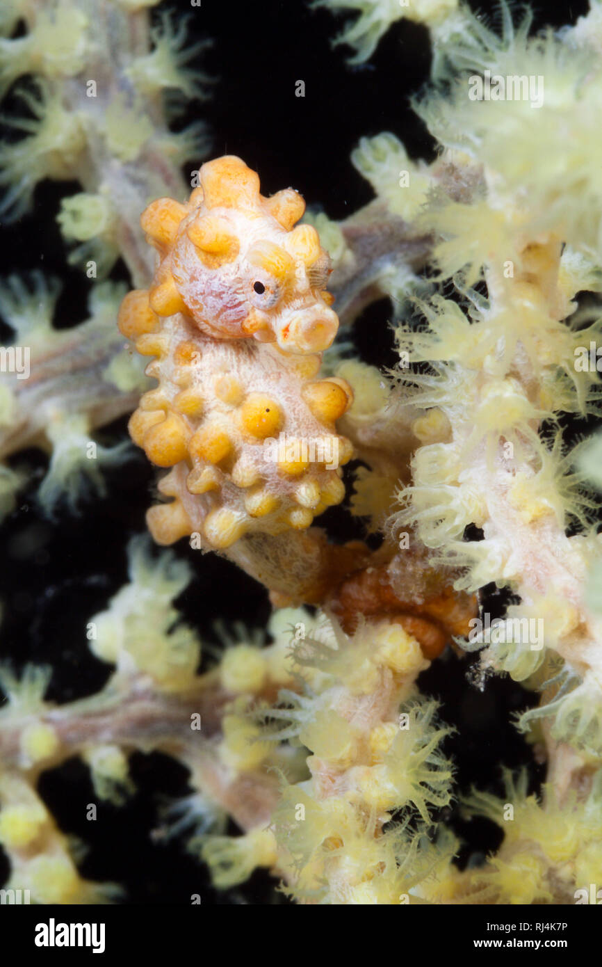 Bargibanti Zwerg-Seepferdchen, Hippocampus bargibanti, Komodo Nationalpark, Indonesien Foto Stock