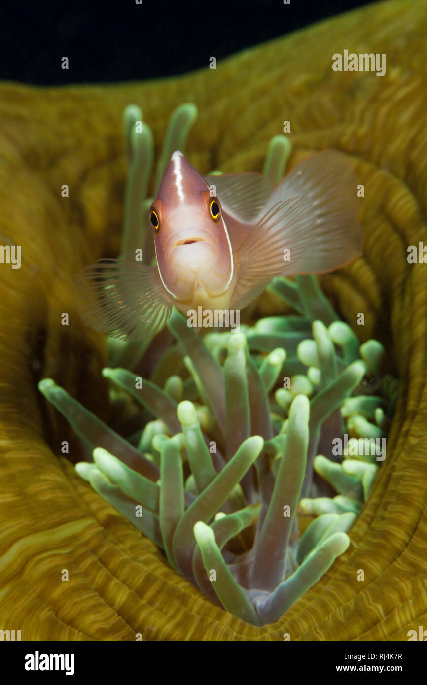 Halsband-Anemonenfisch, Amphiprion perideraion, Komodo Nationalpark, Indonesien Foto Stock