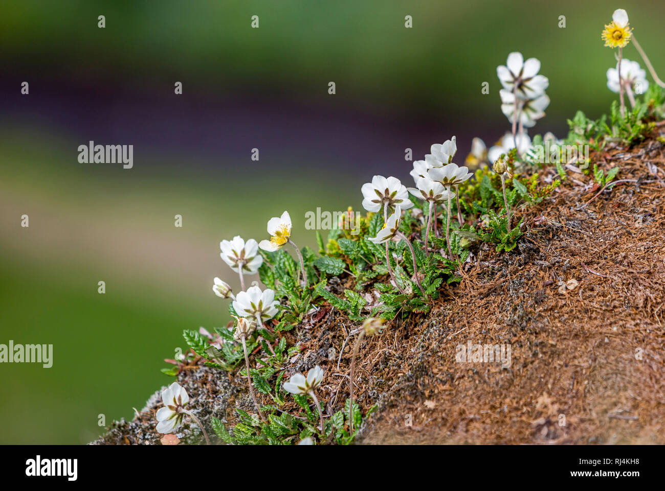 Mountain Avens, Dryas octopetala, Islanda fiore nazionale, Sud dell'Islanda Foto Stock