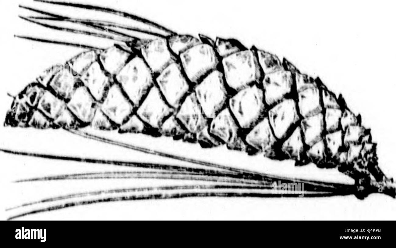 . Agricoltura [microformati]. Agricoltura; l'agricoltura. T 186 l'agricoltura. Da questo vivaio è possibile impostare una fila di acero o olmi lungo la strada principale e la corsia, avendo cura di tenerli ben distanziati, in modo che essi si diramano e non ombreggiare la strada troppo ; è inoltre possibile jjlant un vento-hreak per la casa e il giardino ; è possibile coprire il terreno collinare e proteggere tutte le molle e i corsi d'acqua; è anche possibile piantare un piccolo agglomerato in un angolo del pascolo, prestando attenzione per proteggerlo da bestiame fino a ben cresciute ; è possibile individuare alcuni alberi vicino alla casa, ma non troppo vicino. Non ci sarà Foto Stock