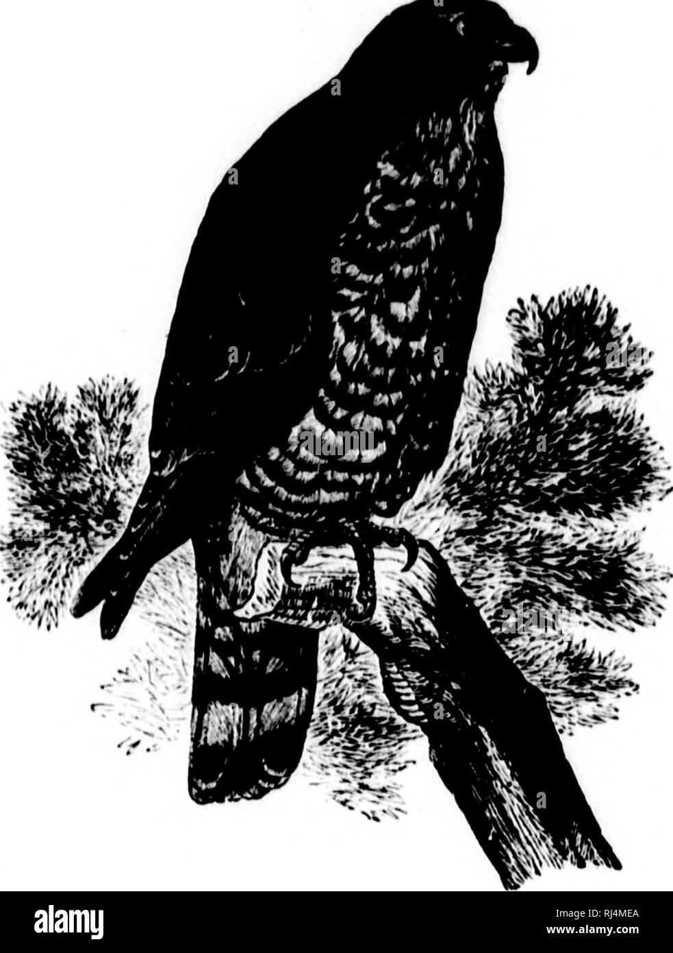 . Un popolare handbook di ornitologia di Stati Uniti e Canada [microformati] : basato su Nuttal il manuale. Gli uccelli; uccelli; ornitologia; Oiseaux; Oiseaux; Ornithologie. Ampio WINGKD HAK. RUTEO I..VIISSIMUS. TiiAR. In precedenza, marrone opaco, le piume con p.ilcr edcjes; luci di coda marrone con quattro barre di luce e tipjK'd con bianco; di seguito, ma tish o bruno, IwiTiil e striate con rufous ; ali corta e larga lunghezza 13/2 a 15 pollici. .W ,'. In un albero ; costruito in modo lasco di ramoscelli e rivestito con foglie e piume. /•', ,"1. 2-4; butTlish, spotted con bruno rossastro di varie tonalità; io.oo.-- 1.55. Foto Stock