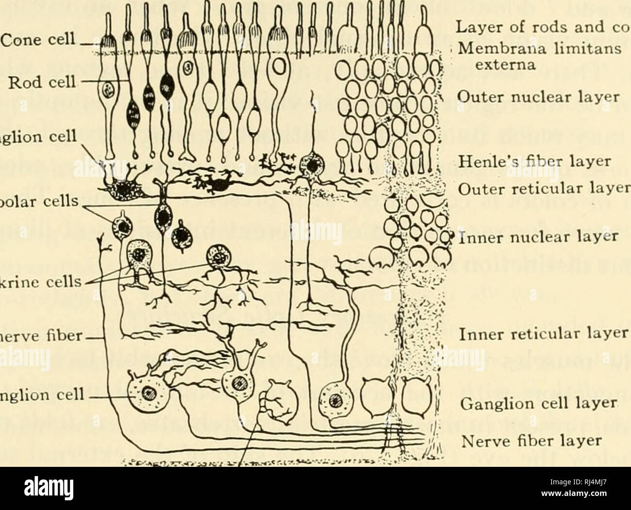 Il chordates. Chordata. I sistemi integrativi 205 strato di barre e coni  Membrana Hmitans Stellate cellule gangliari celle bipolari. Amakrine  centrifuga di cellule di fibre nervose multipolare di cellule gangliari  Collateral