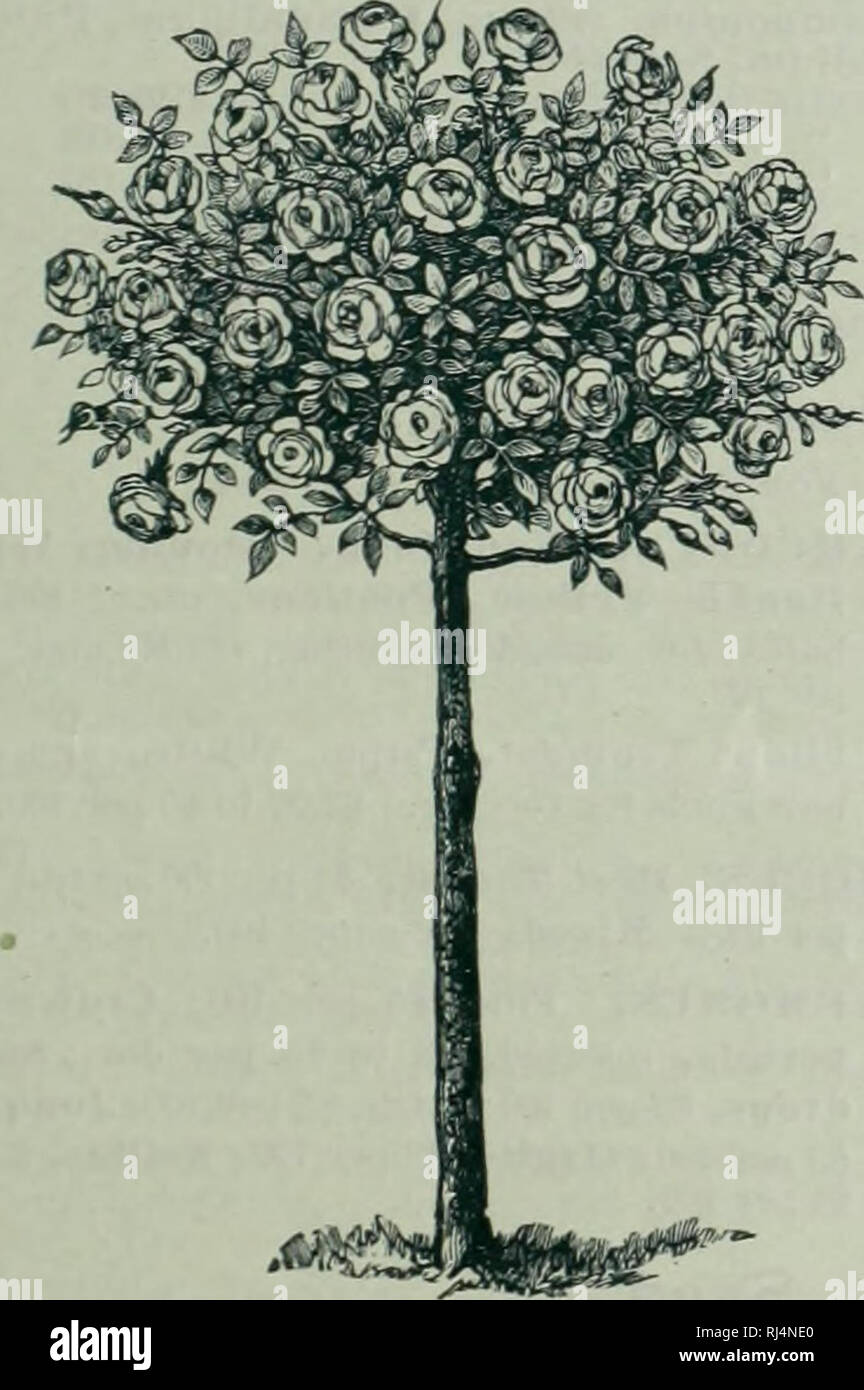 . Scelta hardy alberi e piante / F.W. Kelsey società vivaio.. Catalogo di vivaio. FRED K W. KELSEY. 150 Broadway, New York. L'autunno 1899. 13 ibrido Hardy Rose perpetua. Per i letti o di confini. Alfred Colomb, American Beauty, Anua de Diesbach Baronessa Rothschild, Barone de Bonstettin, Baronne Prevost, Clio, co- quette des Alpes, Charles Leliebvre, contessa di Oxford. Dawson, duca di Endinburgh, Conte di Dufferin (magnifico dark vellutato crimson), Etienne Levet, Eu- gene Verdier, Francois Levet, Francois Michelon, Fisher Holmes, Gen. Jacque- minot, Gen. Washington, Giovanni tramoggia, Jules Margottin, Foto Stock