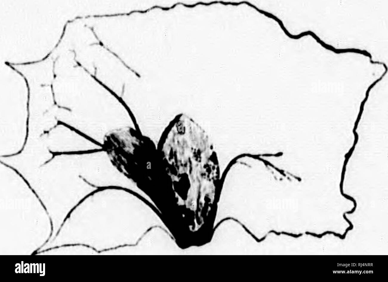 . Su piante fossili dal Similkameen Valley e in altri luoghi del sud della parte interna della Columbia Britannica [microformati]. Paleobotanica; Paléobotanique. Piante fossili FKOM THK SIMILKAMKHN VAI.LKY. 89 Carpolilhes ilentulus, Penhallow. (Fig. 26.) esemplari in Peter Redpath Museo dall'indagine geologica collectious ol' 1888. Questi campioni sono stati ottenuti dal ceppo vicino lago, e sono incorporati in un ler- ruginous matrice di argilla. Essi sono ovviamente alato di frutti o semi. Nessuno di essi sono perfettamente conservati, ma da tre dei più perfetti i caratteri riportati di seguito sono stati ottenuti:-. l'i&lt Foto Stock