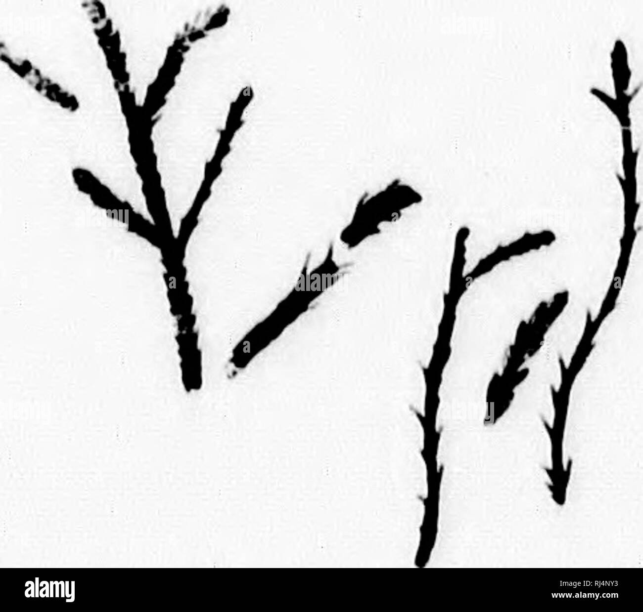 . Su piante fossili dal Similkameen Valley e in altri luoghi del sud della parte interna della Columbia Britannica [microformati]. Paleobotanica; Paléobotanique. Piante fossili da TIIK SIMILKAAfFF.N VALIJ'.Y 77 Atofiophi/Hnm prinirrvmii. Ponhallow. Gdi. et. Sp. (Kig. 2.) Piante moss liki', 1-2 cm. alto, pinnately Iminchod e muscolo deltoide in profilo. Foglie piccole, imhrivatod in due righe e i lobi i lobi rotondi o ovoidale. Radichette capillari numerosi. Conceptacles cospicua e di due tipi. Fid. 2.-AznUophijlhim iiriiim nitn. " I campioni su cui la descrizione di cui sopra si basa sono dal co Foto Stock