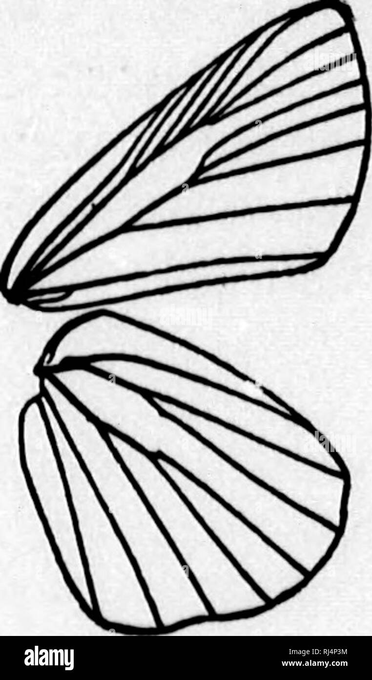 . La farfalla libro [microformati] : una famosa guida per una conoscenza delle farfalle del Nord America. Farfalle; Papillons. Genere PHYCANASSA, Scudder Butterfly.-antenne breve; club dritto con un piccolo uncino alla fine. La palpi sono come nel precedente il genere, ma un nonnulla più a lungo. Il neuration è mostrato nel taglio, ed è molto simile a quello dei precedenti genere. Prime fasi.-Questi sono del tutto sconosciuti. (I) Phycanassa viator, Edwards, piastra XLVl, Fig. 14, $; Fig. 15, ? (L'ampia- winged Skipper). Butterfly.-accuratamente delineato nella piastra. Sul lato inferiore del ivings sono come sul Foto Stock