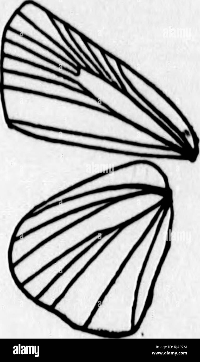 . La farfalla libro [microformati] : una famosa guida per una conoscenza delle farfalle del Nord America. Farfalle; Papillons. Ocnut Owltma. Fig. i6j.-Neura- zione del genere Oo- risma. Oenui OARISMA, Scudder Butterfly.-strettamente legato al genere precedente. L'an- tennae sono molto breve; il club è lunga, cilindrica, schiettamente arrotondato in corrispondenza dell'apice, non curva. La palpi sono stout, il giunto apicale molto sottile e allungata e porrect. La testa è ampia; il corpo è lungo e sottile e che sporge leggermente oltre il margine posteriore del secondari. Il neuration delle ali è rappresentato Io Foto Stock