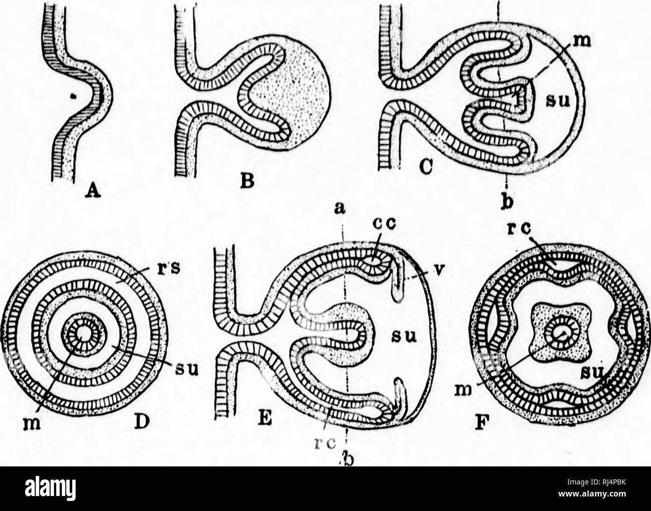 Un Libro Di Testo Di Morfologia Invertebrato Microformati