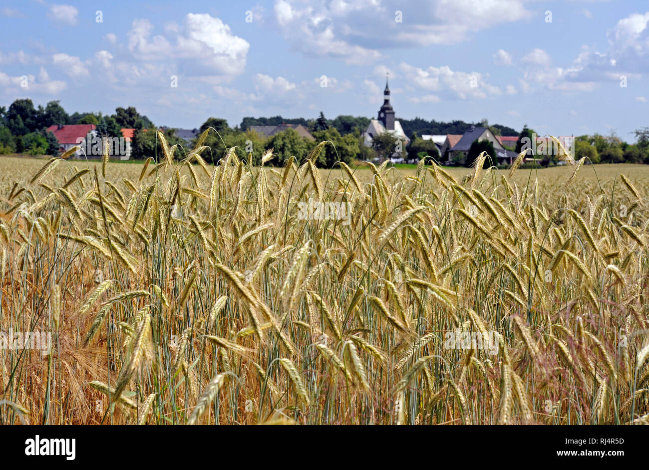 Getreidefeld mit Roggen Dorfpanorama vor mit Dorfkirche, Foto Stock