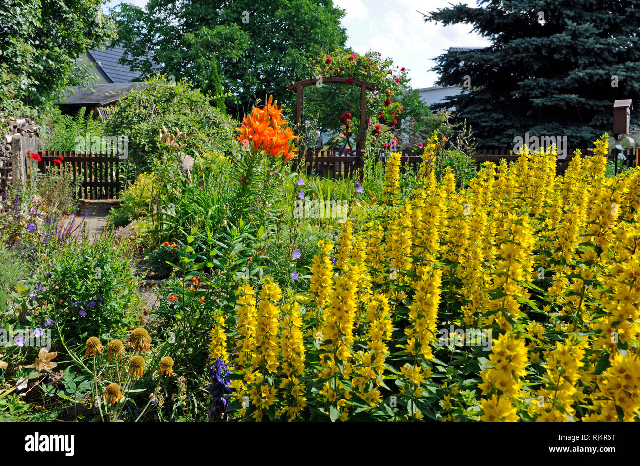 Romantischer Bauerngarten mit bl?henden Sommerblumen und Zierstauden, Foto Stock