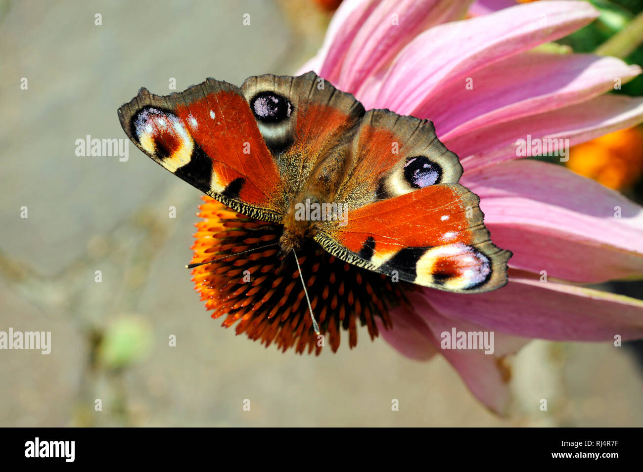 Schmetterling, Tagpfauenauge, Bl?te, Foto Stock