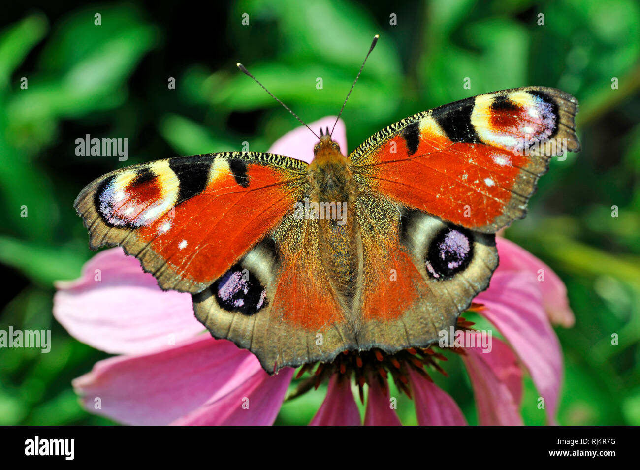 Schmetterling, Tagpfauenauge, Bl?te, Foto Stock
